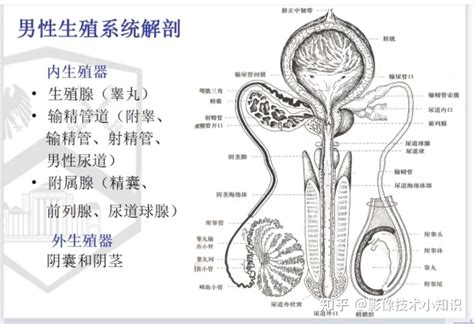 男人生殖系統|男性生殖系統